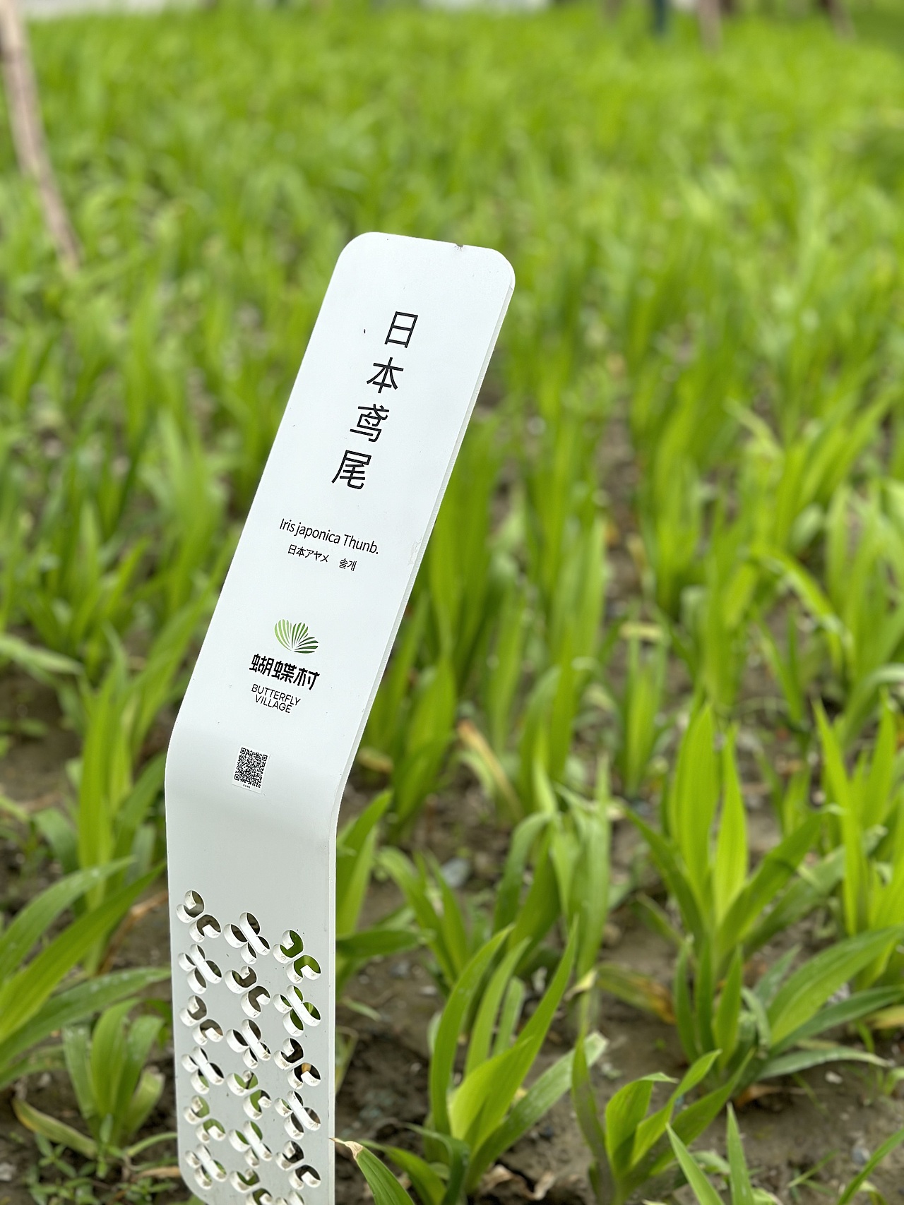 2024成都世界园艺博览会郫都区蝴蝶村——标识导视设计(图ZMzY5NjcyNDU2) - 景观设计 - 站酷设计师蒋_萌原创素材 - 站酷ZCOOL