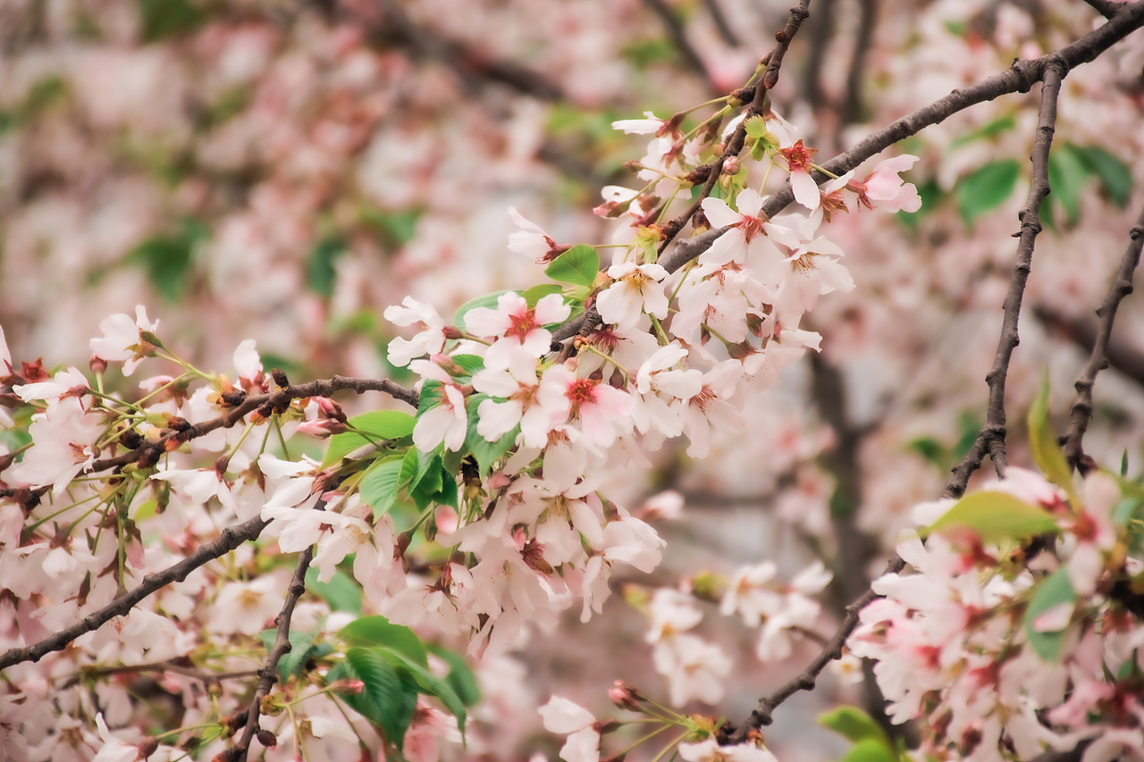 樱花盛开的季节🌸