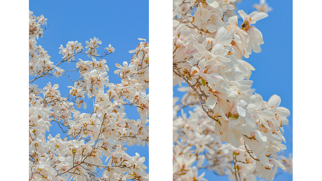 春日玉兰×风光拍摄
