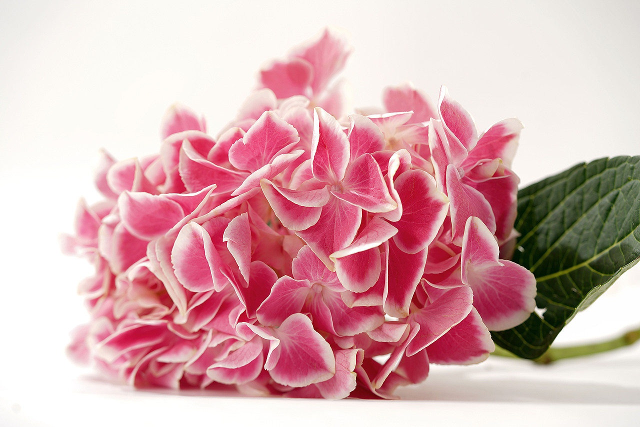 花之素材拍摄素材（图ZMzY2OTE3NDcy） - 产品摄影 - 站酷设计师乱发艺术家原创素材 - 站酷ZCOOL