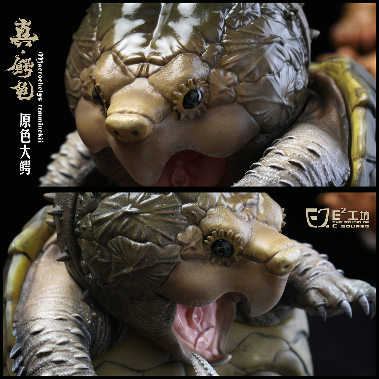 2023鳄龟系列--真鳄龟