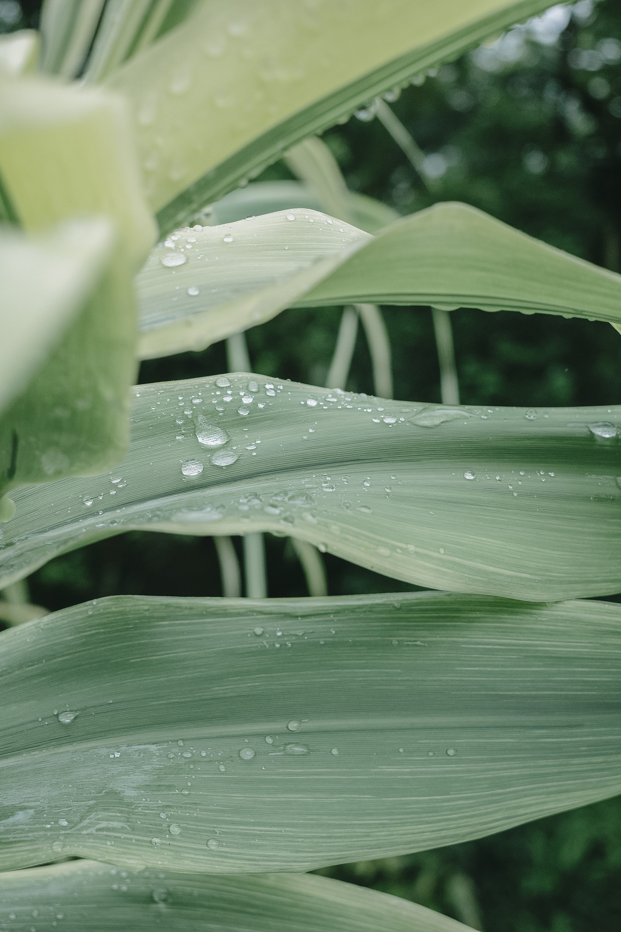 理光gr3-植物摄影