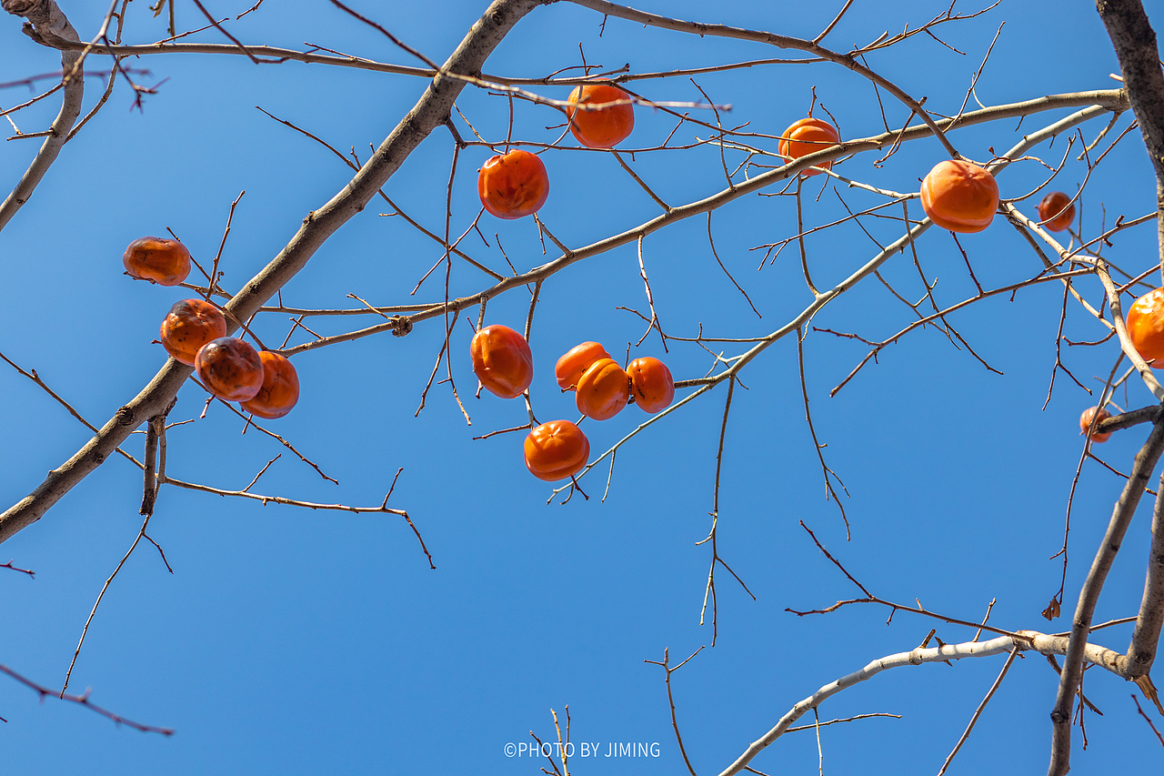 冬日蓝天白云下的故宫（图ZMzI0NjQ2MDI4） - 风光摄影 - 站酷设计师既明888原创素材 - 站酷ZCOOL