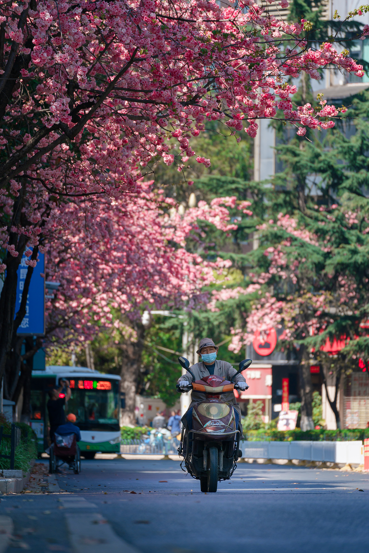 昆明圆通山樱花