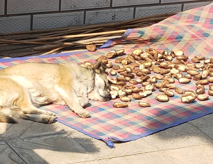 我的老 bady,越老越爱撒娇（图ZMzEyODcyNzEy） - 宠物摄影 - 站酷设计师步舞挣耶原创素材 - 站酷ZCOOL