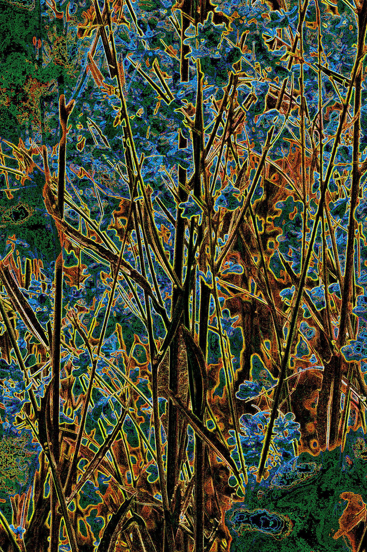 植物情绪摄影 | 黄粱一梦是也