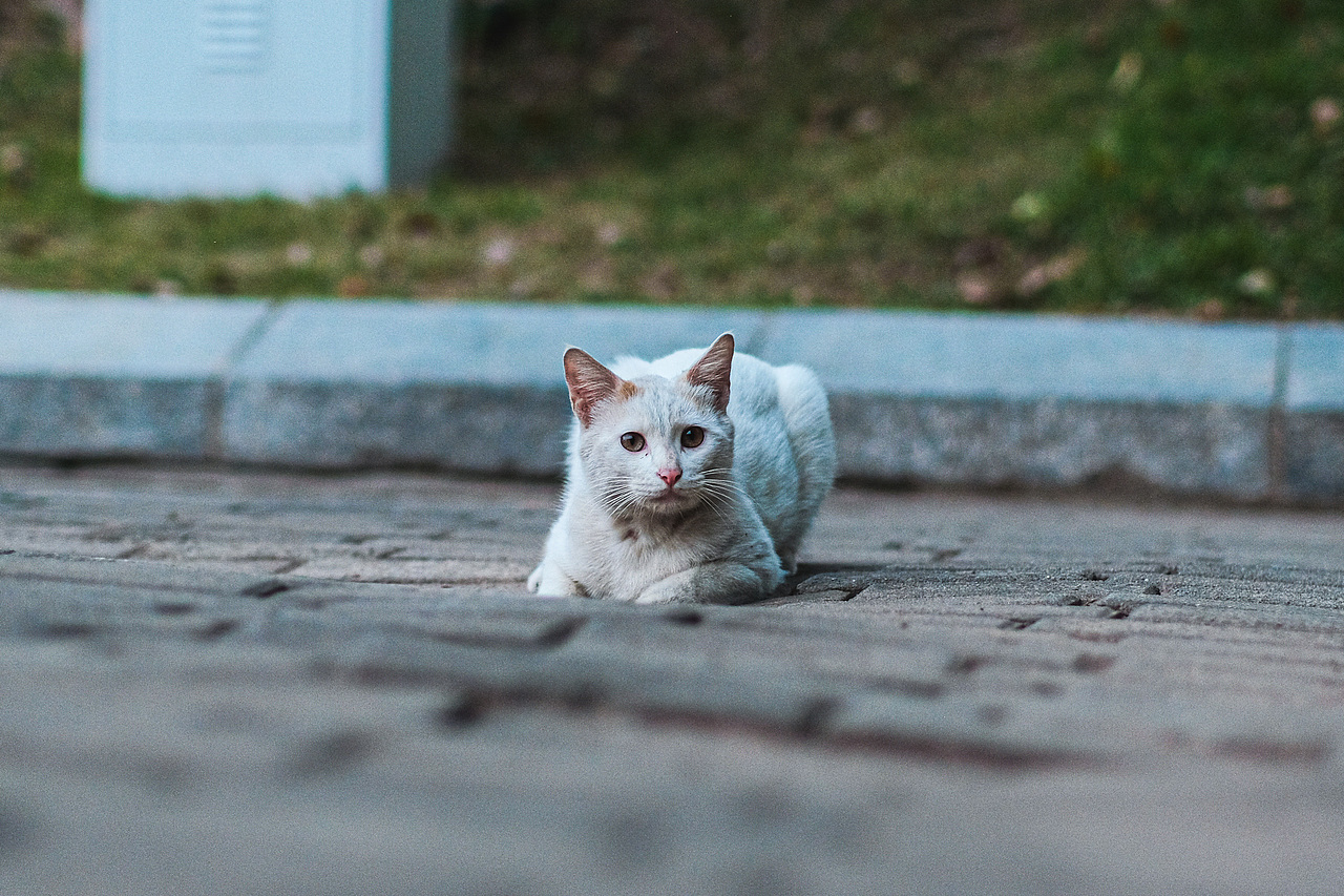 【城市街拍VOL.10】花城广场大剧院（图ZMzY1MDg1ODc2） - 人文/纪实摄影 - 站酷设计师阿蚁街头摄影原创素材 - 站酷ZCOOL