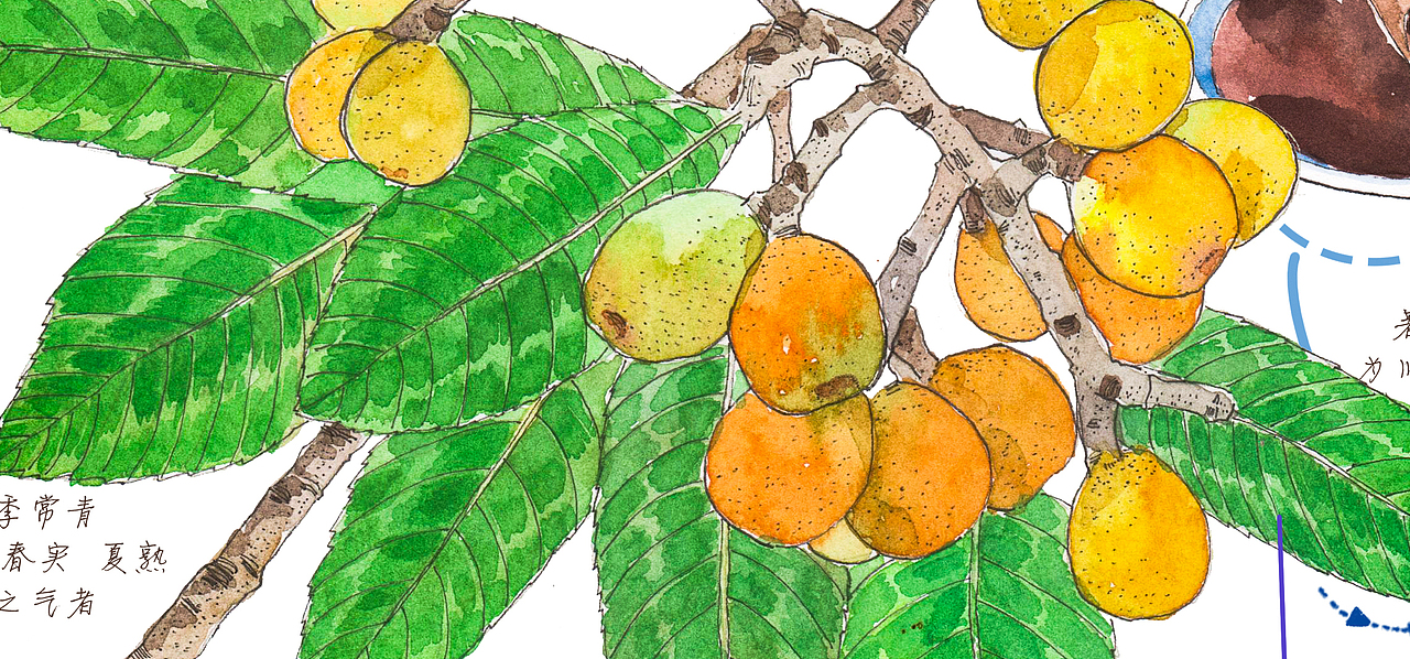 插畫-手繪水彩-中藥-枇杷（圖ZMzQ5NTI0NjMy） - 商業(yè)插畫 - 站酷設(shè)計(jì)師老合鳥子原創(chuàng)素材 - 站酷ZCOOL