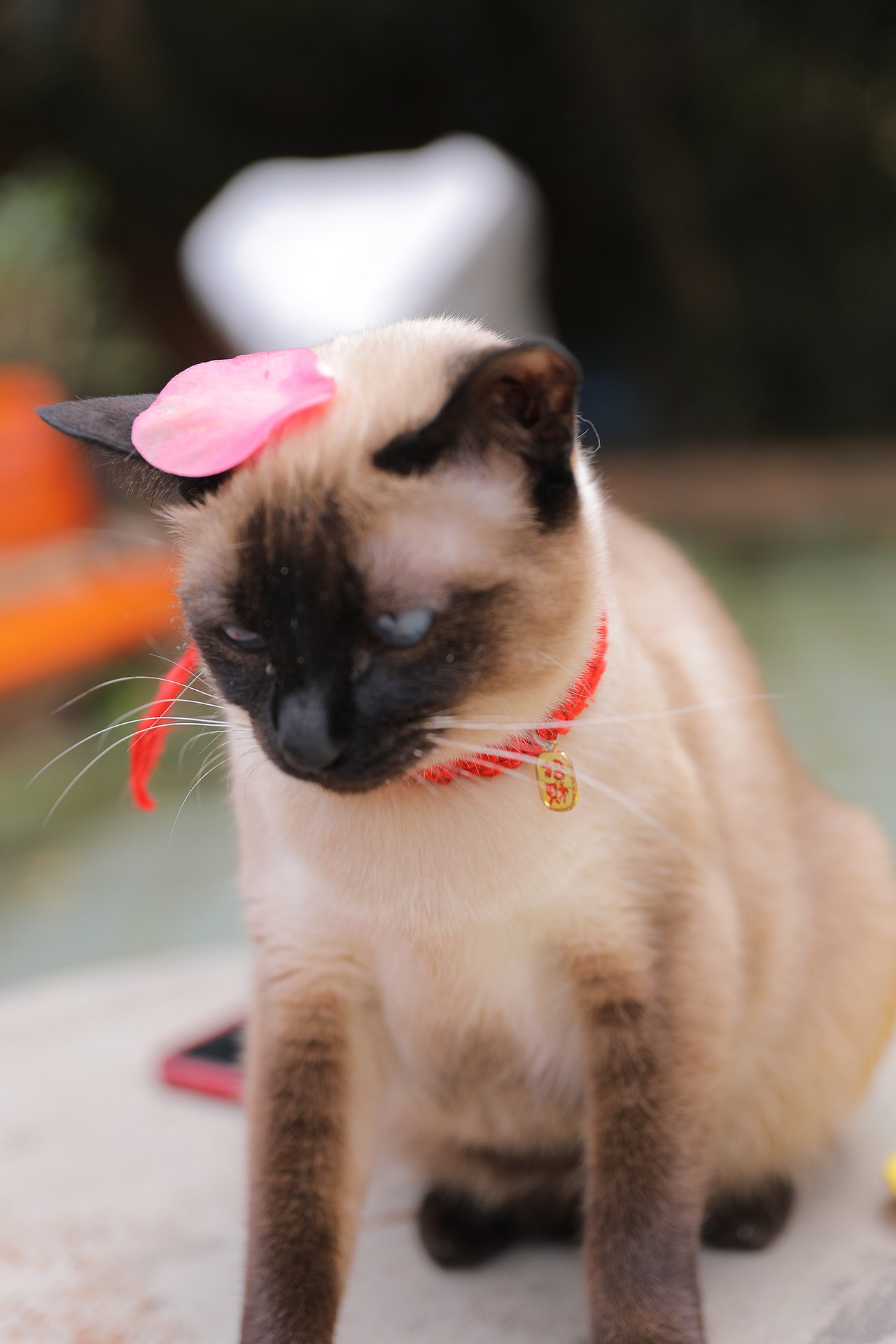 宠物猫（图ZMzY4MzExOTQ0） - 宠物摄影 - 站酷设计师zpping123原创素材 - 站酷ZCOOL