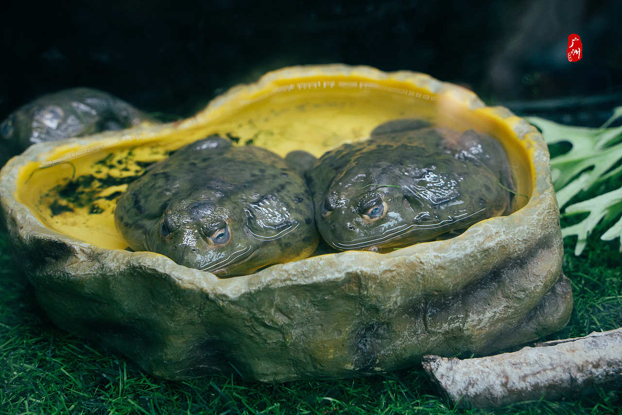 随手拍·广州动物园(水栖类)