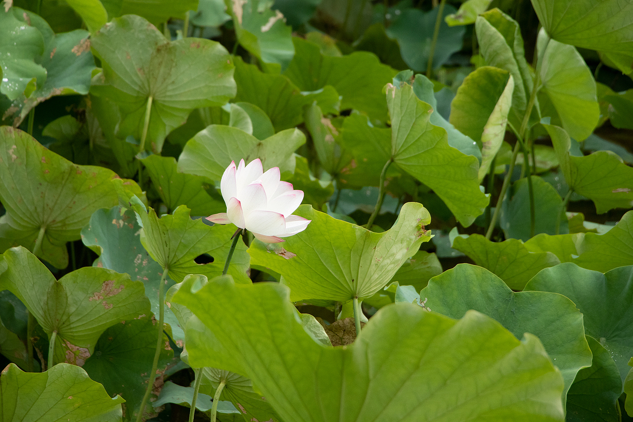 像植物一样，从小到大，再长一遍（图ZMzAwMjM4NTAw） - 风光摄影 - 站酷设计师草田叶子原创素材 - 站酷ZCOOL