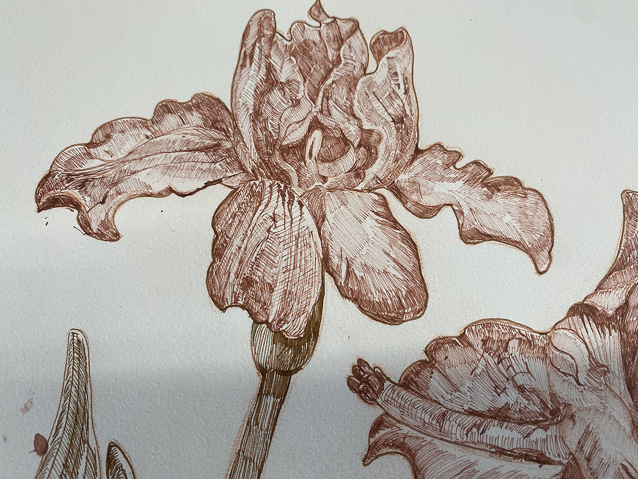 花卉插画与包装