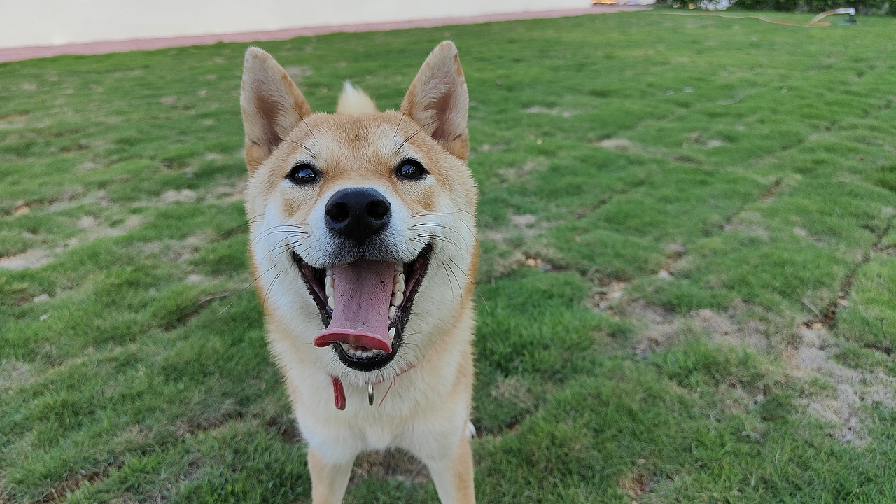 财妹的记忆（图ZMzEyODM2Nzc2） - Pet Photography - 站酷设计师菜鸡皇原创素材 - 站酷ZCOOL