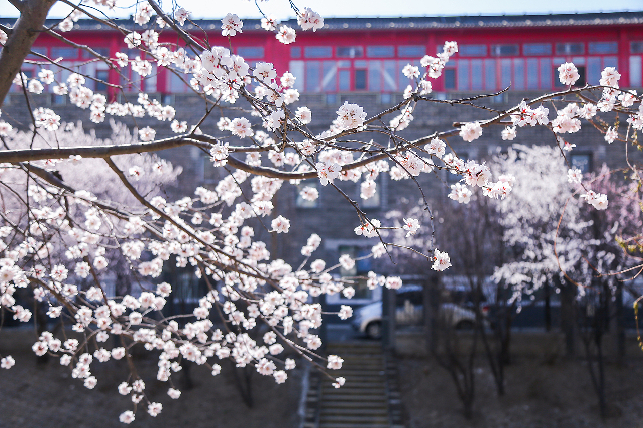 春天公司旁边的桃花