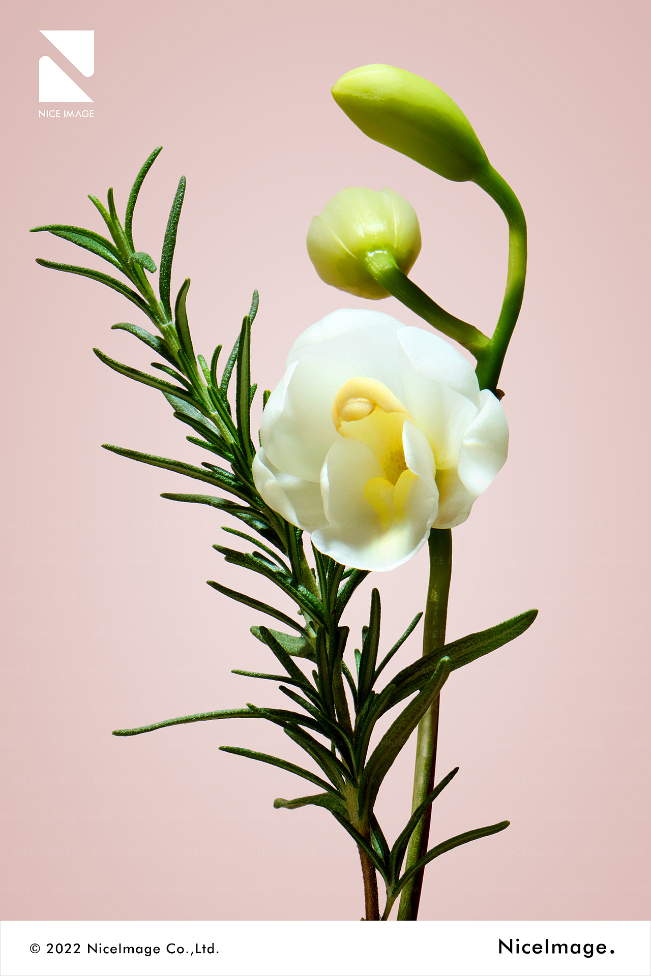 SANSEN 三生花 X NiceImage