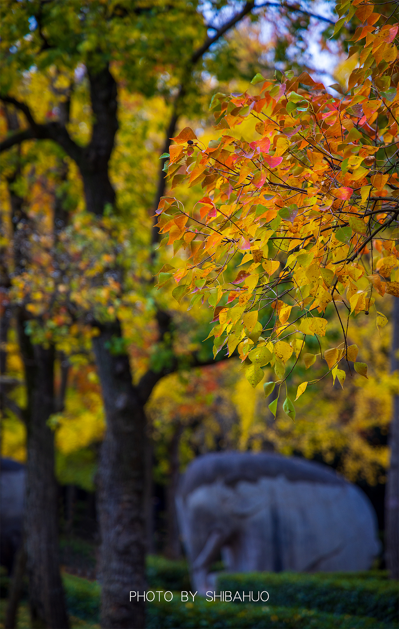 秋染石象路（图ZMzIxNDI1MjEy） - 风光摄影 - 站酷设计师十把火原创素材 - 站酷ZCOOL