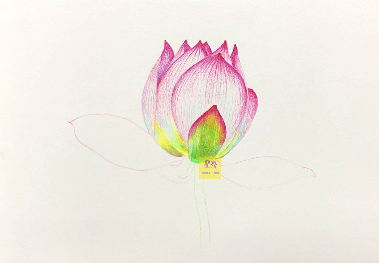 彩铅绘画夏日荷花（图ZMzA4MjAyNDEy） - 绘画 - 站酷设计师星亮绘画art原创素材 - 站酷ZCOOL