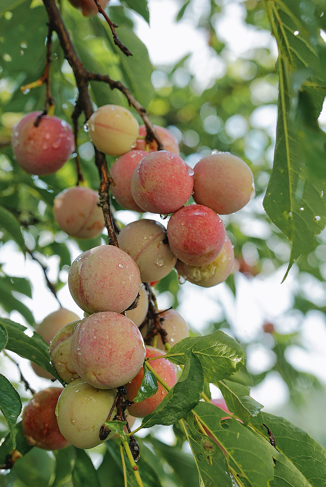 关于夏天的味道（图ZMzA3MTM4MDQ0） - 其他摄影 - 站酷设计师日光山野原创素材 - 站酷ZCOOL