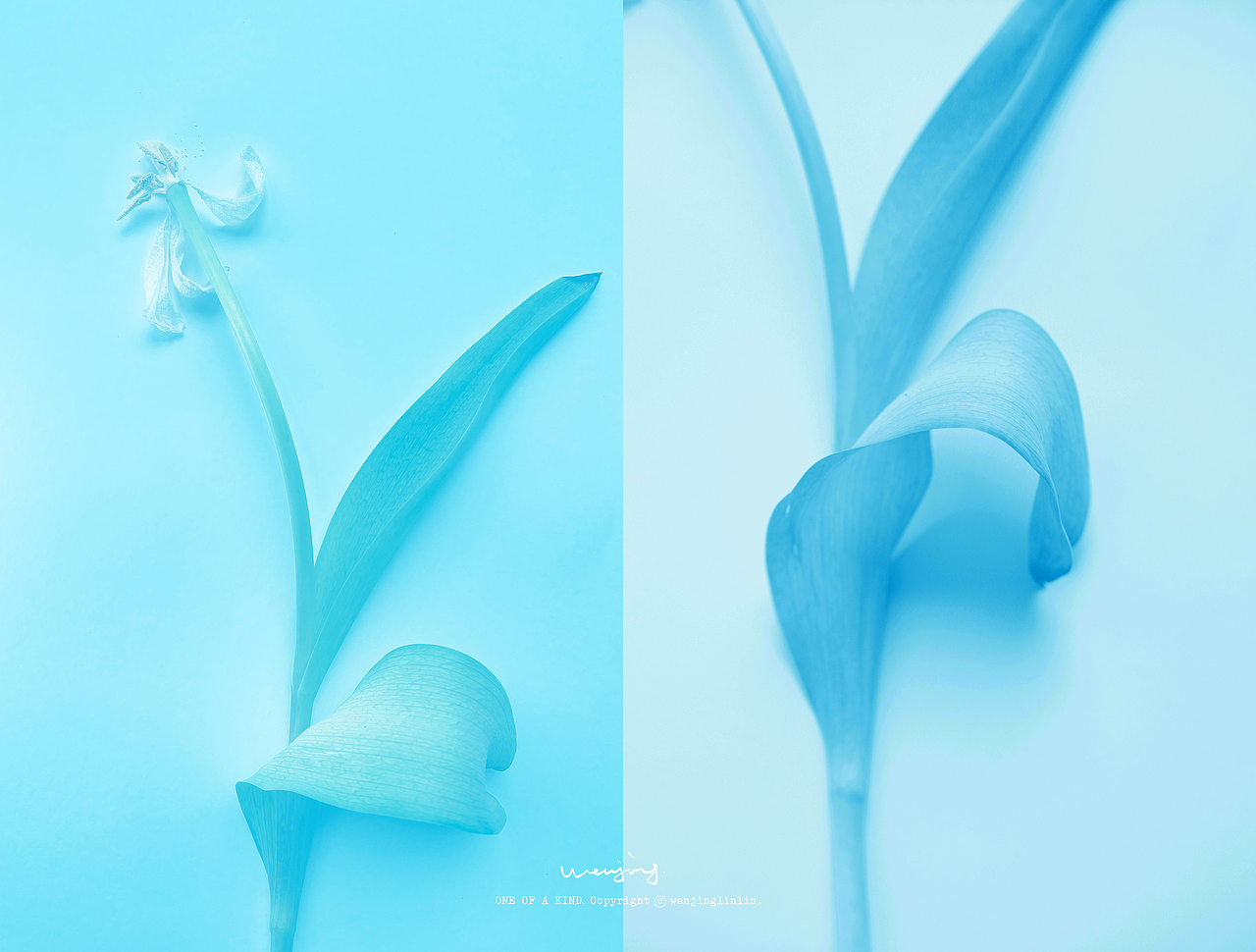 深入陪伴一朵花。