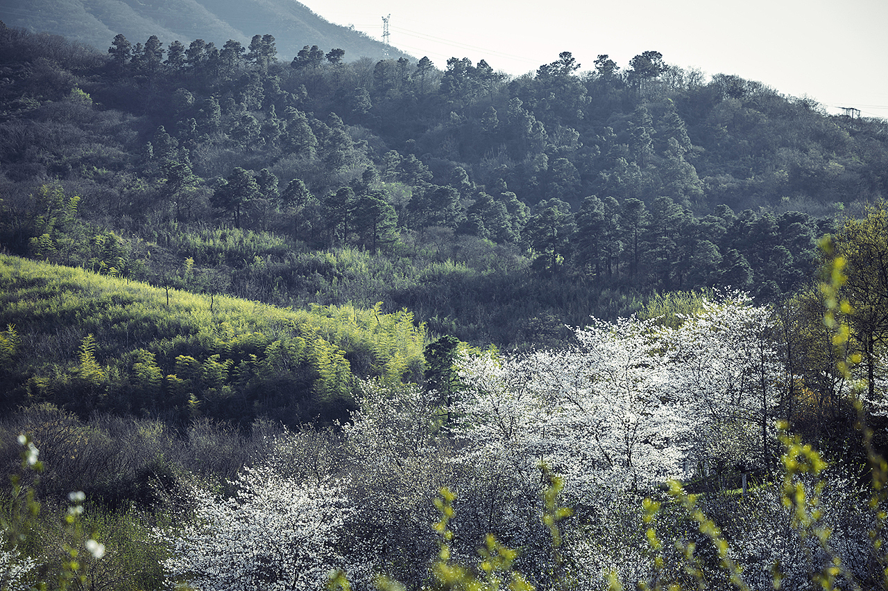 城郊樱花。其一