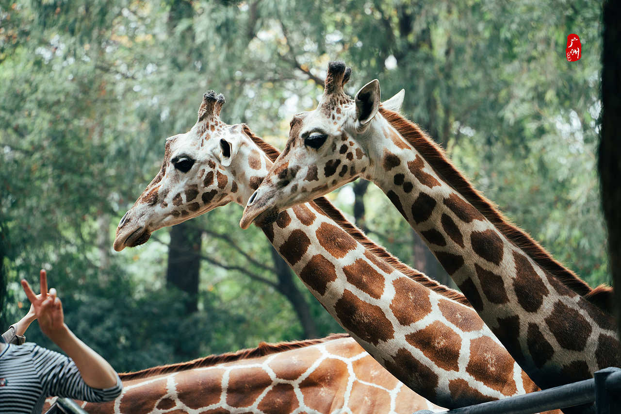 随手拍·广州动物园(兽类)（图ZMzM1ODA3Mjcy） - 人文/纪实摄影 - 站酷设计师一晨同学原创素材 - 站酷ZCOOL