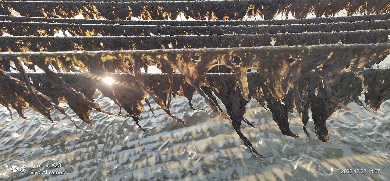 海水退去,紫菜收获季