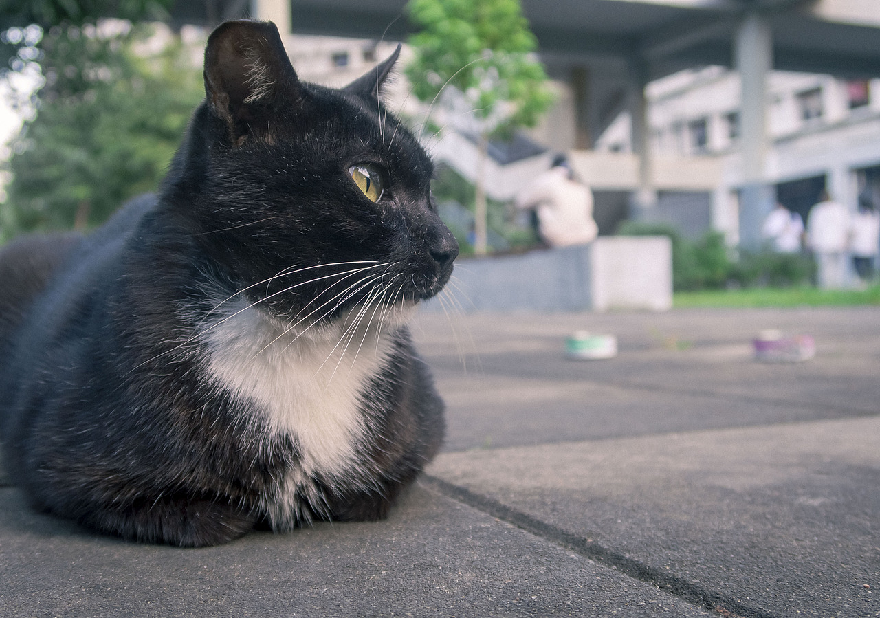 【信息学院】学校内形形色色的猫