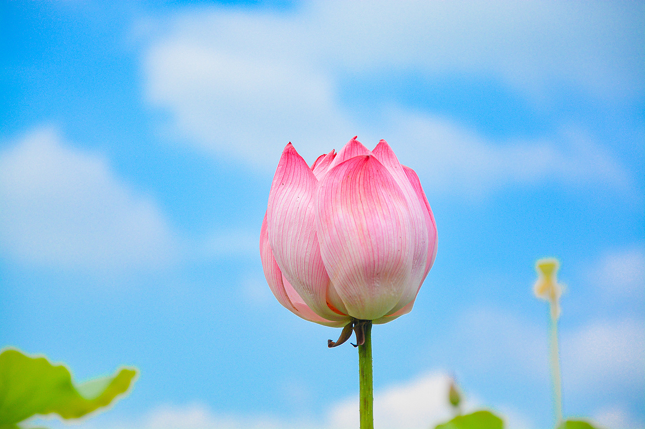 一朵芙蕖-【遇见荷花】
