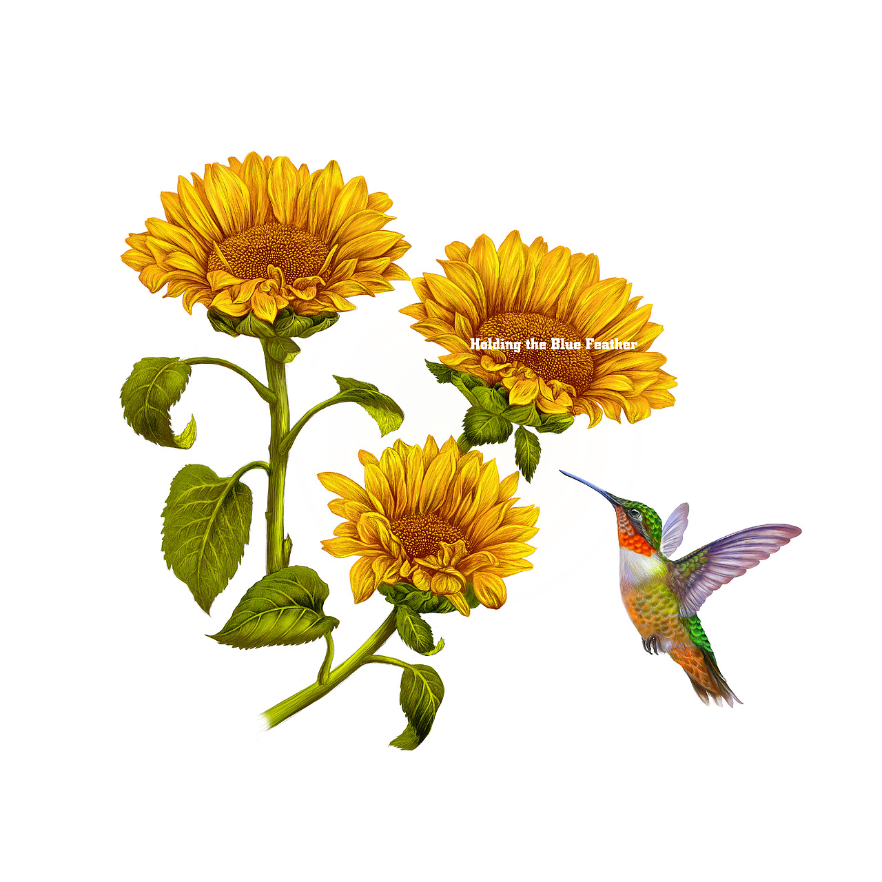 《花与蜂鸟》原创插画