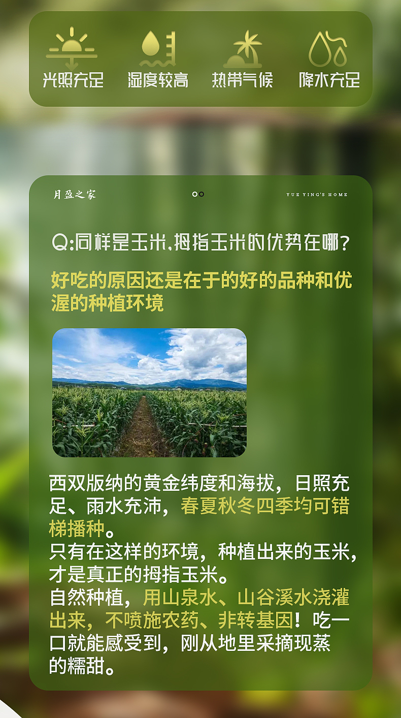 电商详情页 | 云南拇指玉米（图ZMzU2MDU3ODIw） - 宣传物料 - 站酷设计师01年的崔崔原创素材 - 站酷ZCOOL