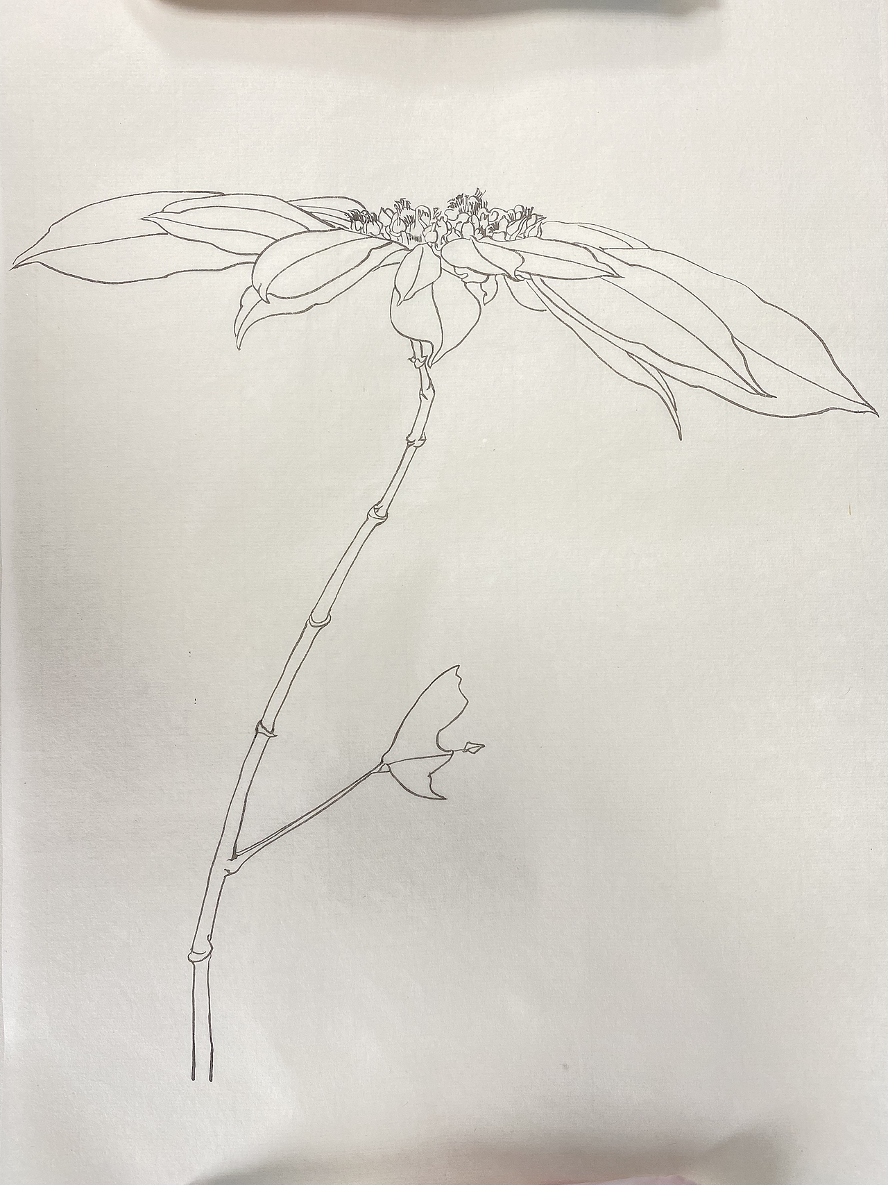 白描（图ZMzM2MjM2MDQw） - 绘画 - 站酷设计师章红红原创素材 - 站酷ZCOOL