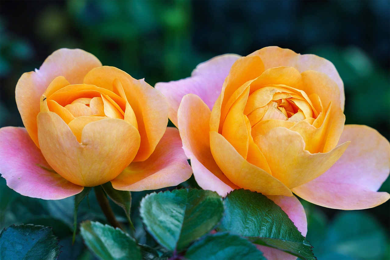 深圳香蜜湖公园月季花开 三月