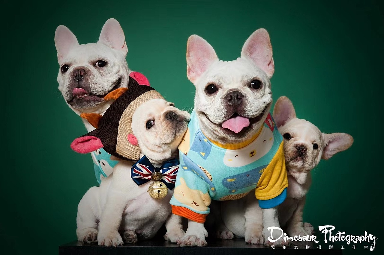 特别的家人（图ZMzEyNDQ4MTYw） - 婚礼摄影 - 站酷设计师恐龙宠物摄影原创素材 - 站酷ZCOOL