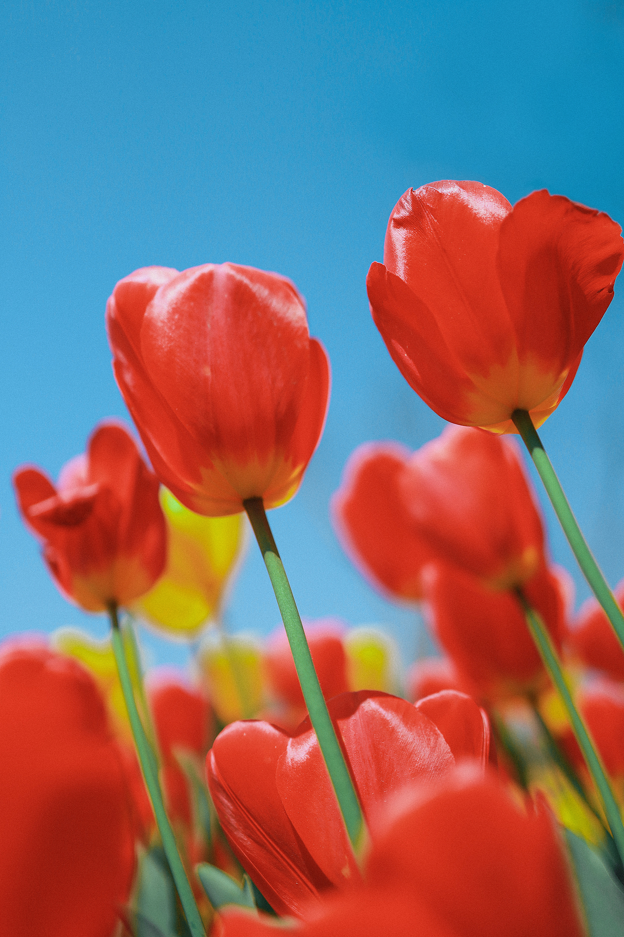 春日顶流-郁金香