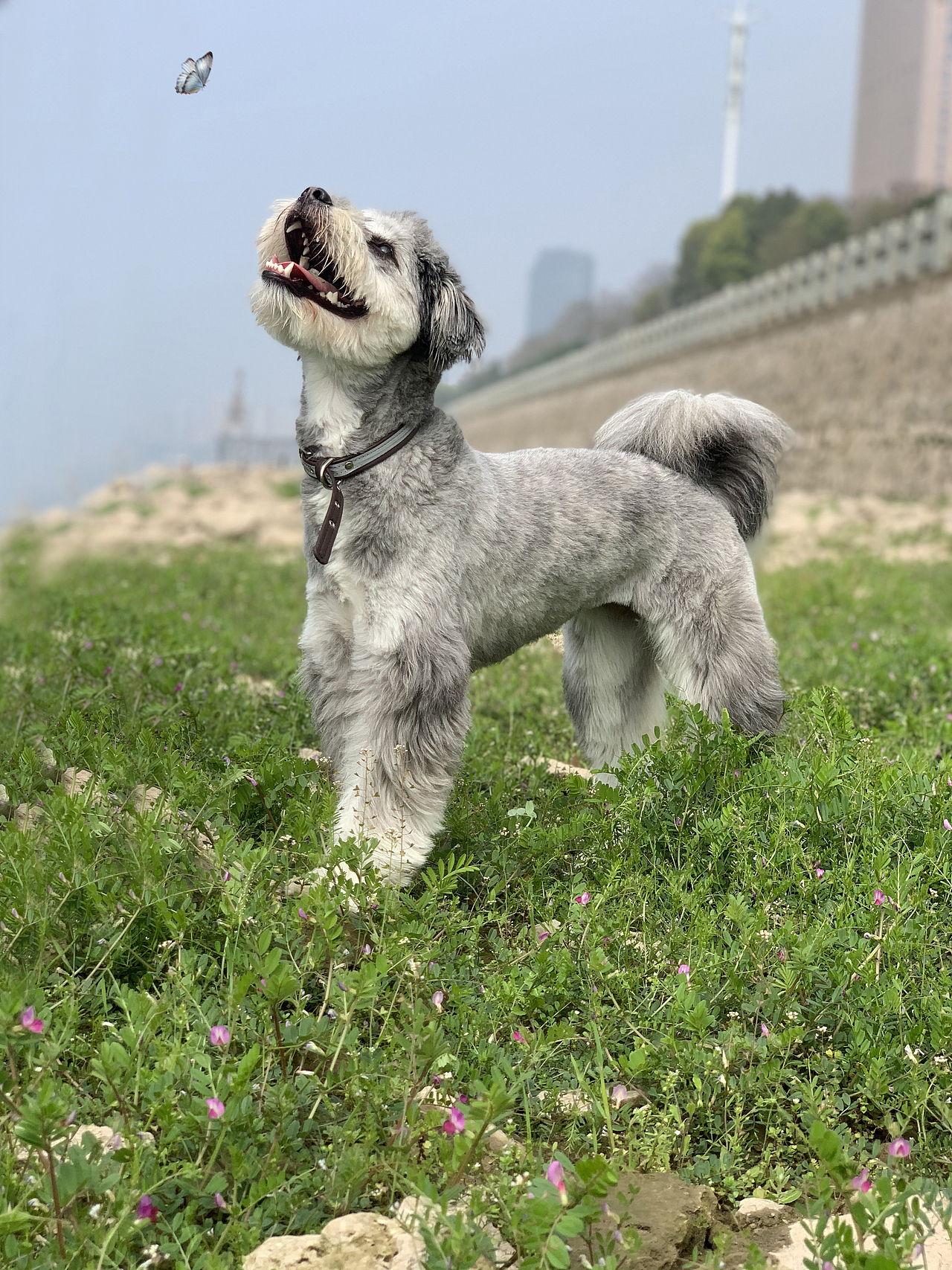 重在参与-分享自己的小宝贝（图ZMzE1NTE2NTEy） - 宠物摄影 - 站酷设计师Zihele_原创素材 - 站酷ZCOOL