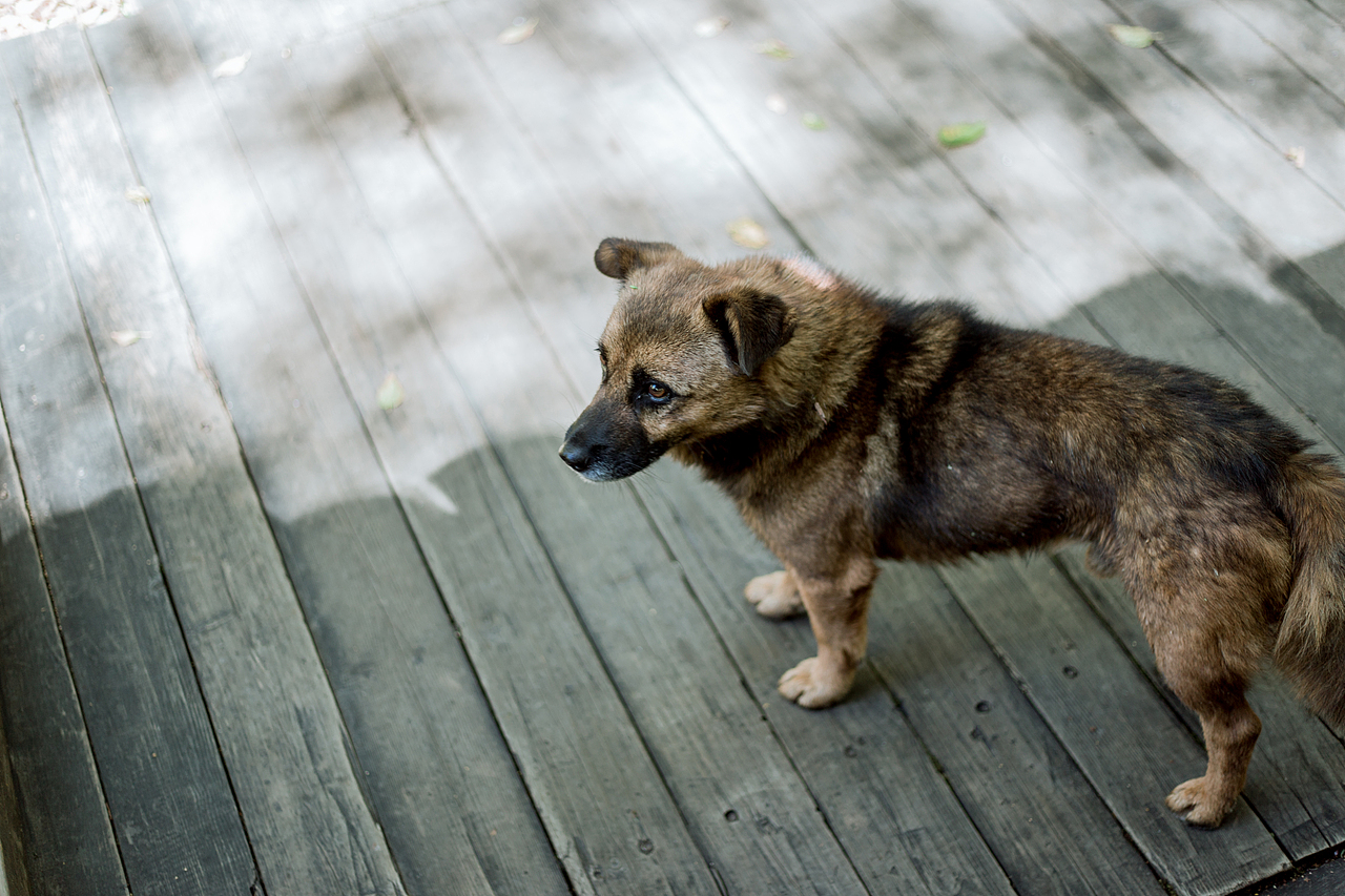 川藏线上的一些随手拍