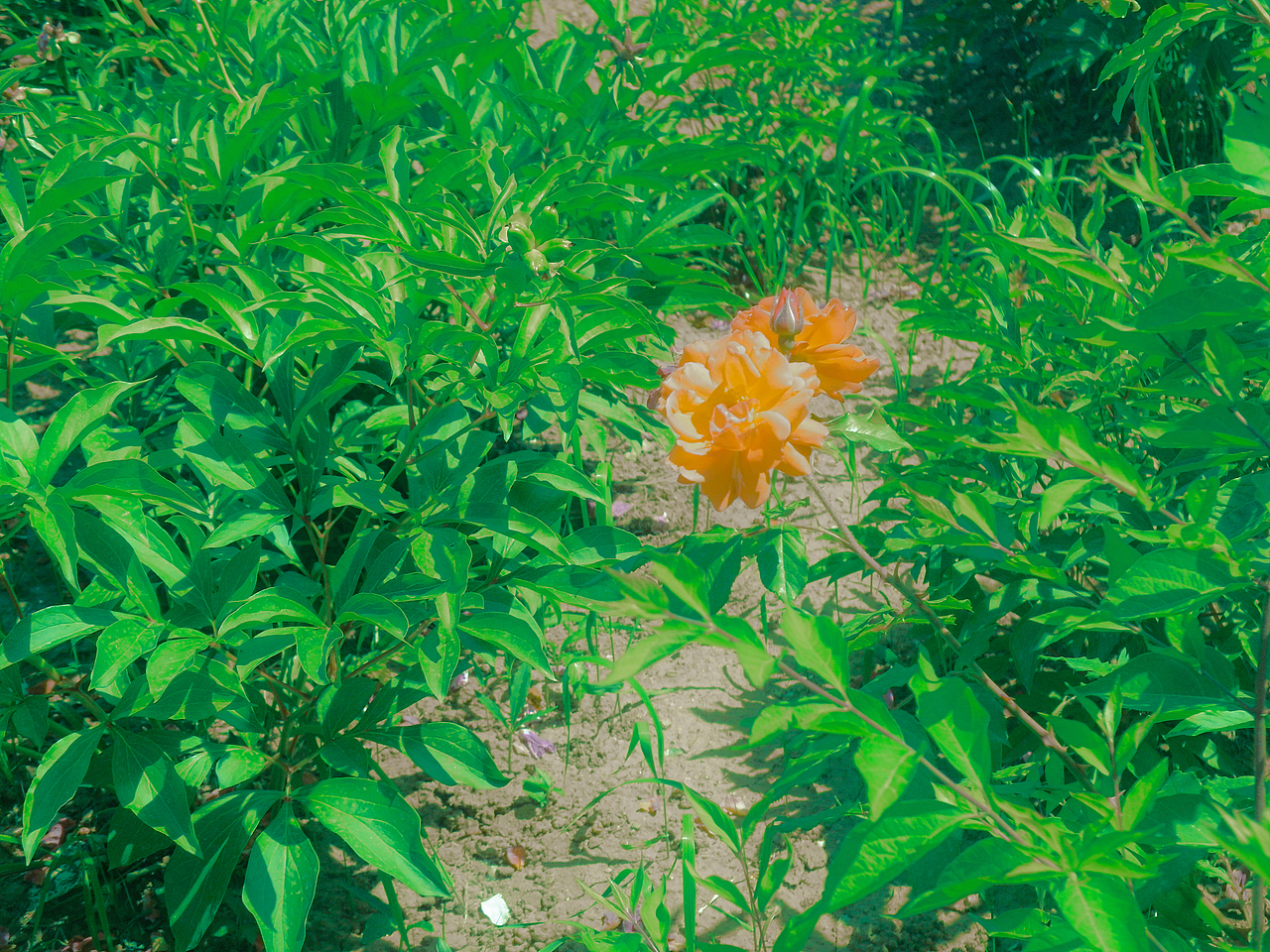 夏天回忆录（图ZMzUzMDU2ODgw） - 风光摄影 - 站酷设计师茶淡淡香原创素材 - 站酷ZCOOL