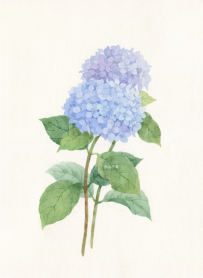 水彩手绘 绣球花无尽夏（图ZMzAyODA0MjMy） - 艺术插画 - 站酷设计师山子莓原创素材 - 站酷ZCOOL