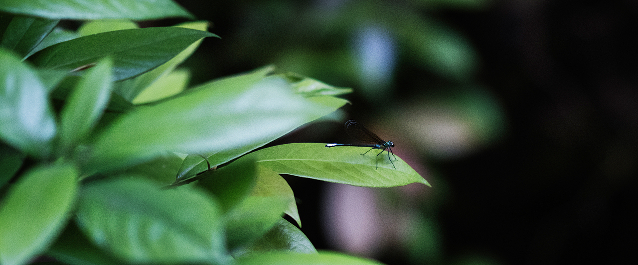 端午闲游-云栖竹径