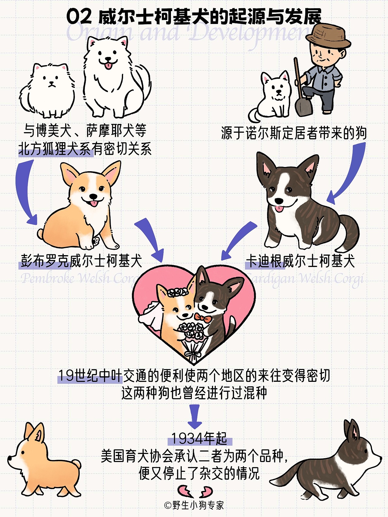 柯基犬小百科：女王与小短腿的故事（图ZMzE3MDc1MDEy） - 短篇/格漫 - 站酷设计师北北北辰beichen原创素材 - 站酷ZCOOL