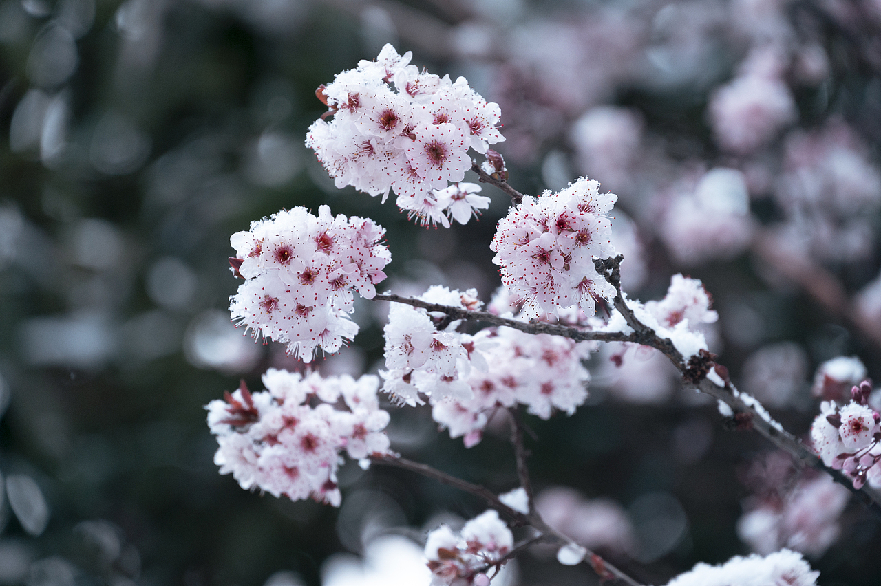 春城竟然罕见的下雪了!