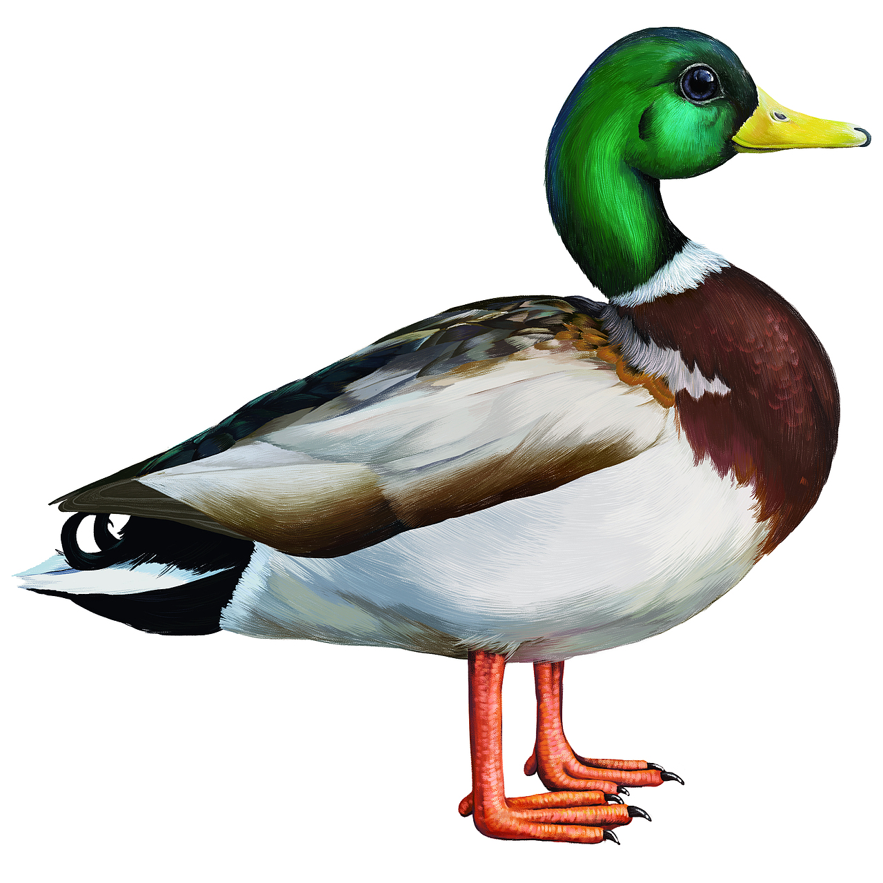 写实动物（图ZMzA0NDEwNjY4） - 艺术插画 - 站酷设计师_五月__原创素材 - 站酷ZCOOL