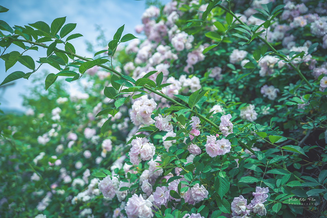 江油大康看个花（图ZMjk4OTQ0MjMy） - 人文/纪实摄影 - 站酷设计师MN宇视觉原创素材 - 站酷ZCOOL