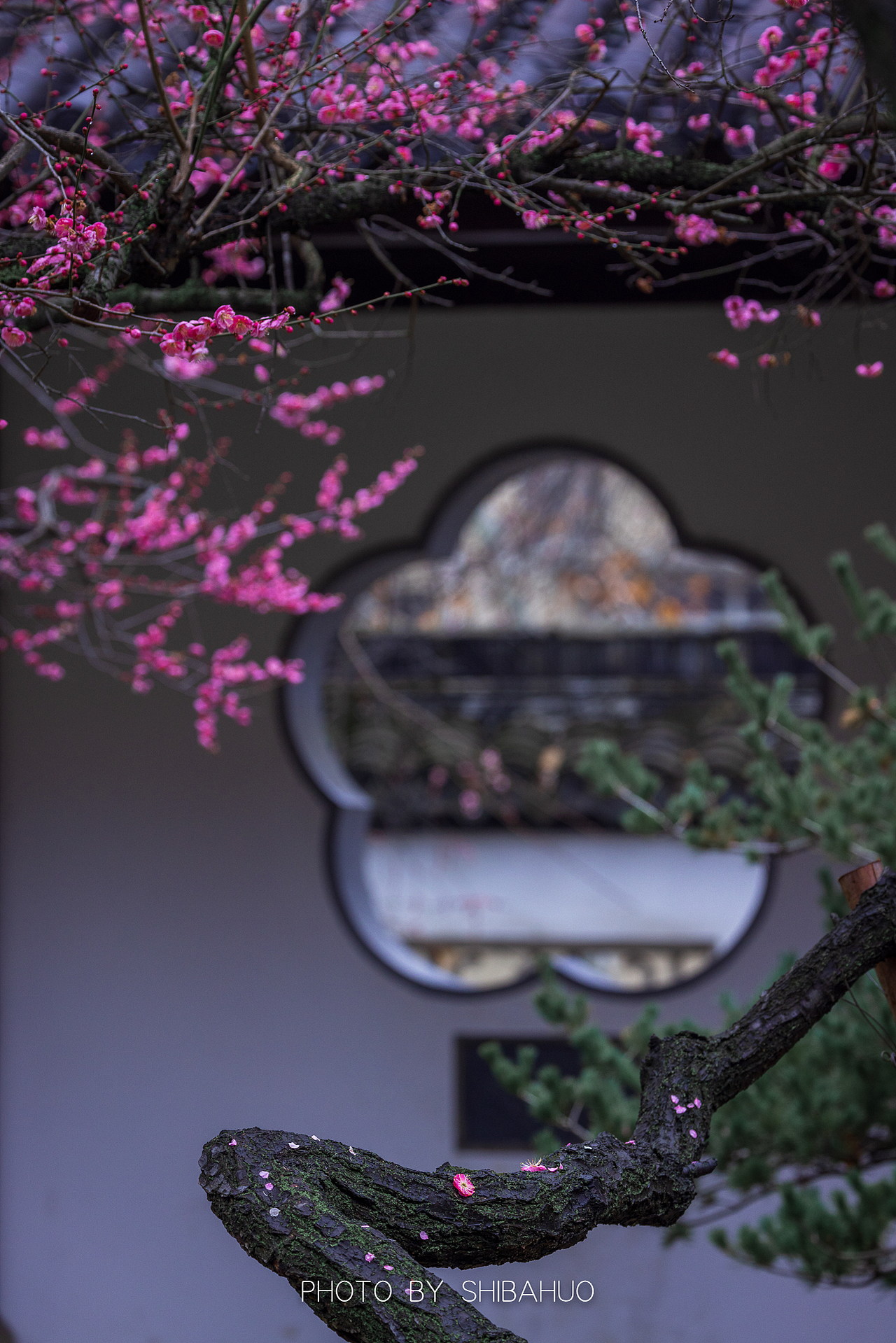 花开梅岗（图ZMzMwNDYzMjA4） - 风光摄影 - 站酷设计师十把火原创素材 - 站酷ZCOOL