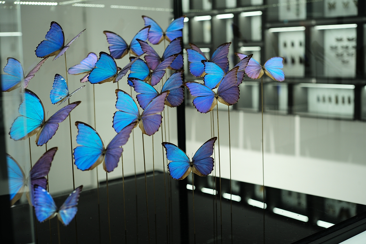 当你写PPT的时候,南美雨林中的闪蝶在阳光下闪耀