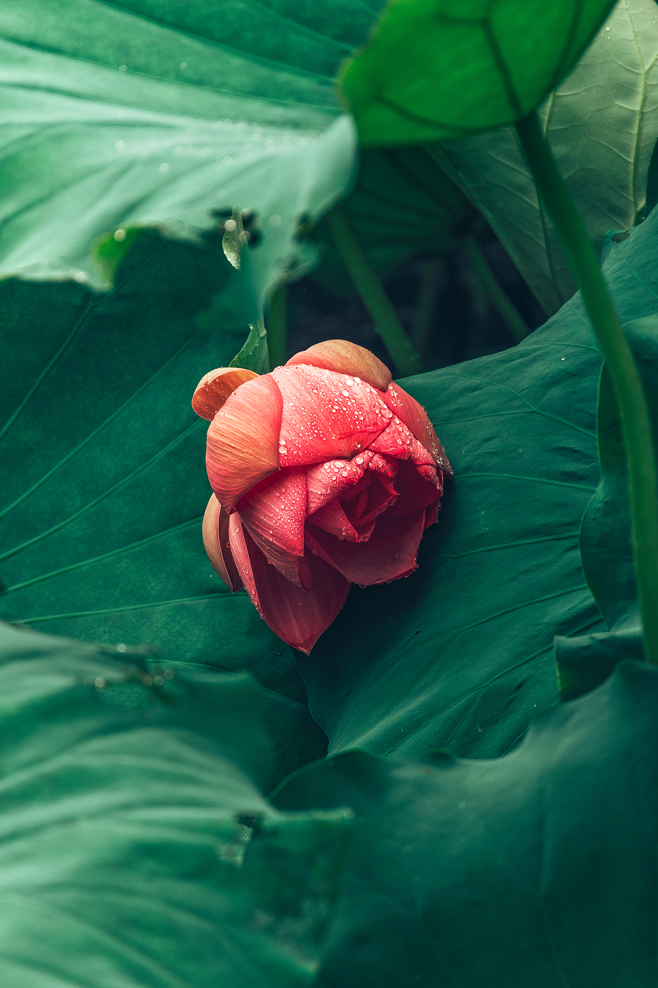 2023年夏天第二次拍的荷花（图ZMzQ0ODQwNzky） - 其他摄影 - 站酷设计师香草秋刀鱼原创素材 - 站酷ZCOOL