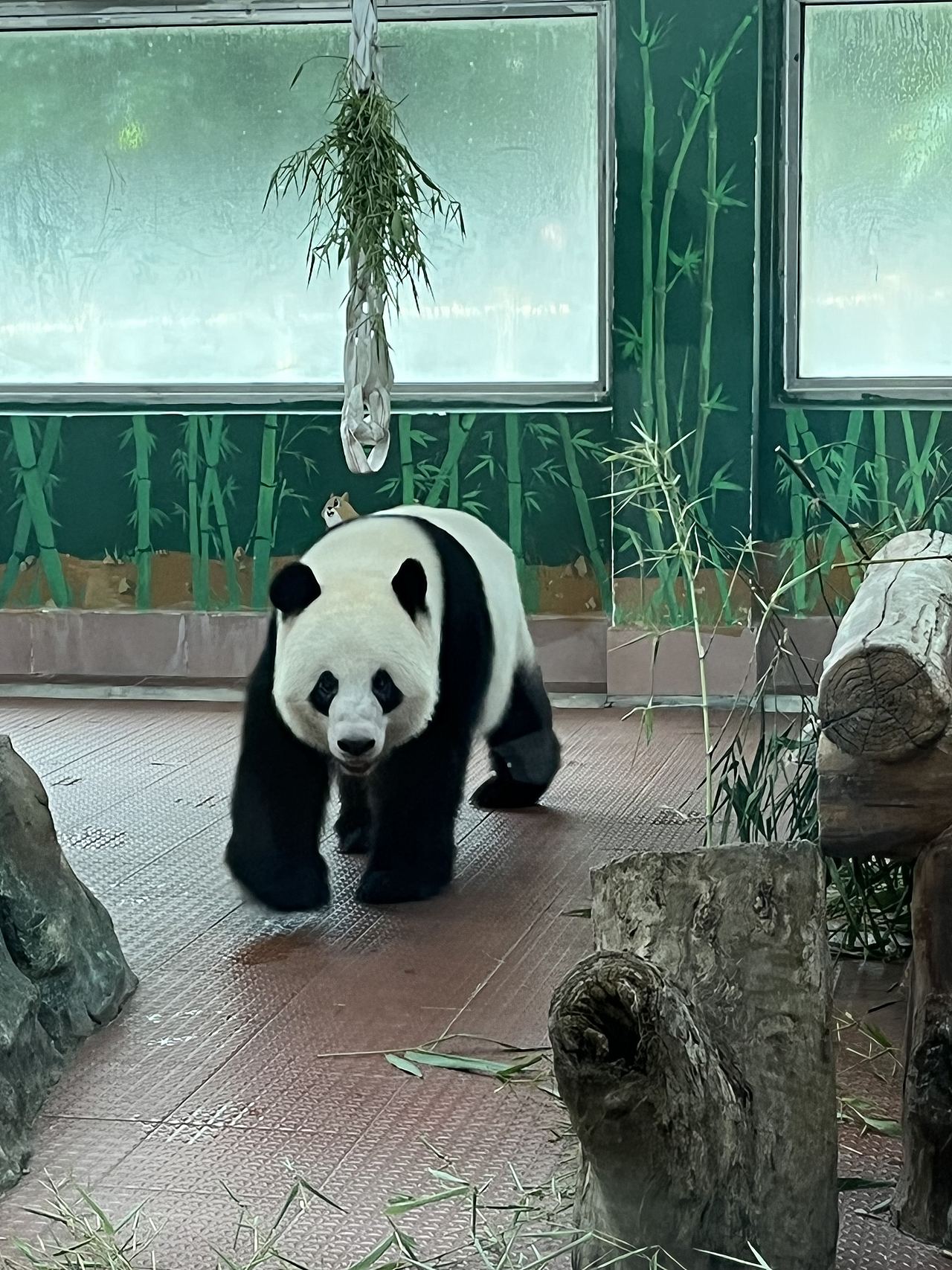 广州-广州动物园(图ZMzUwMzEyNDIw) - 风光摄影 - 站酷设计师大湾区五花肉原创素材 - 站酷ZCOOL