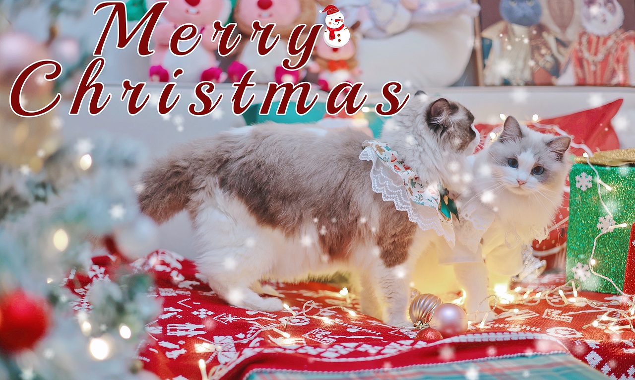 圣诞🎄🐱专题--萌萌小猪咪们（图ZMzU4MzI0MTEy） - 宠物摄影 - 站酷设计师夏夏大西瓜原创素材 - 站酷ZCOOL