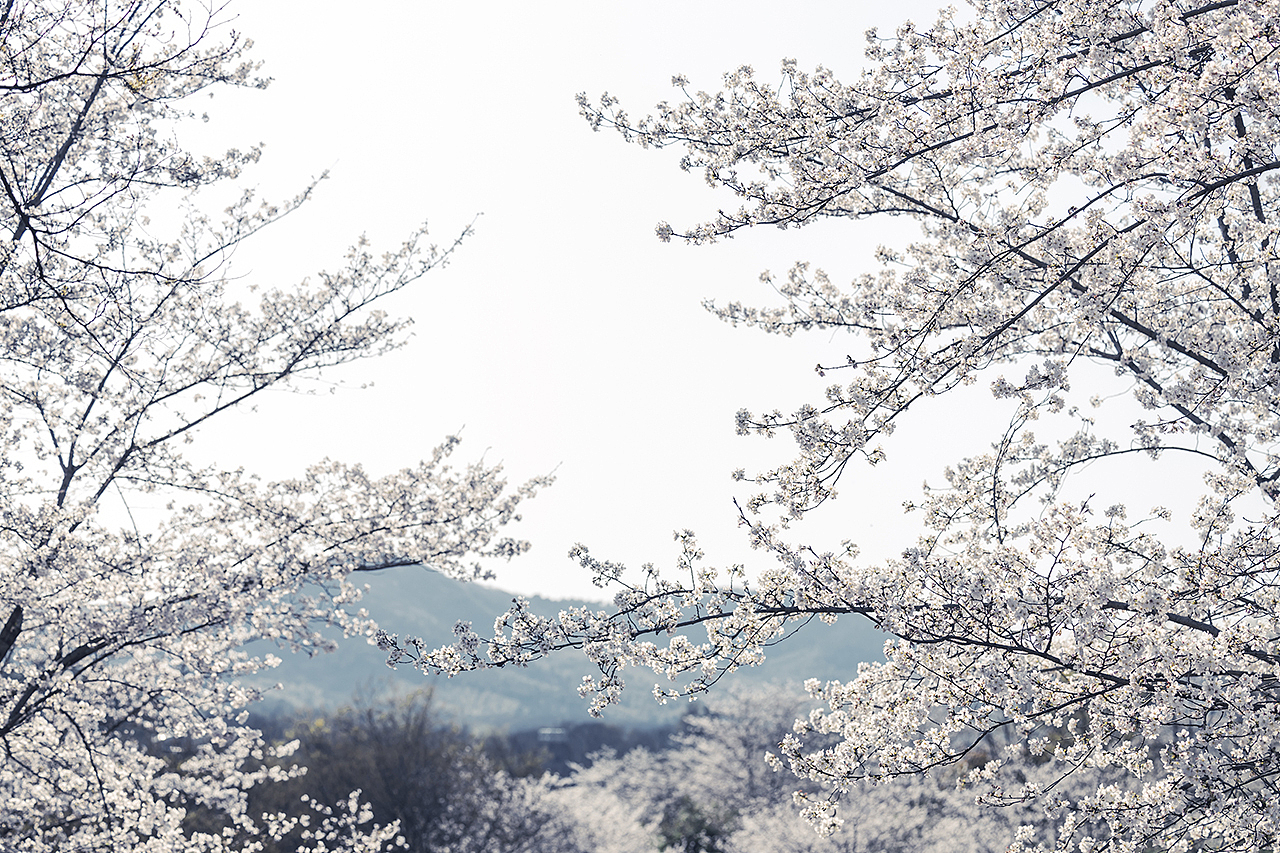 城郊樱花。其一