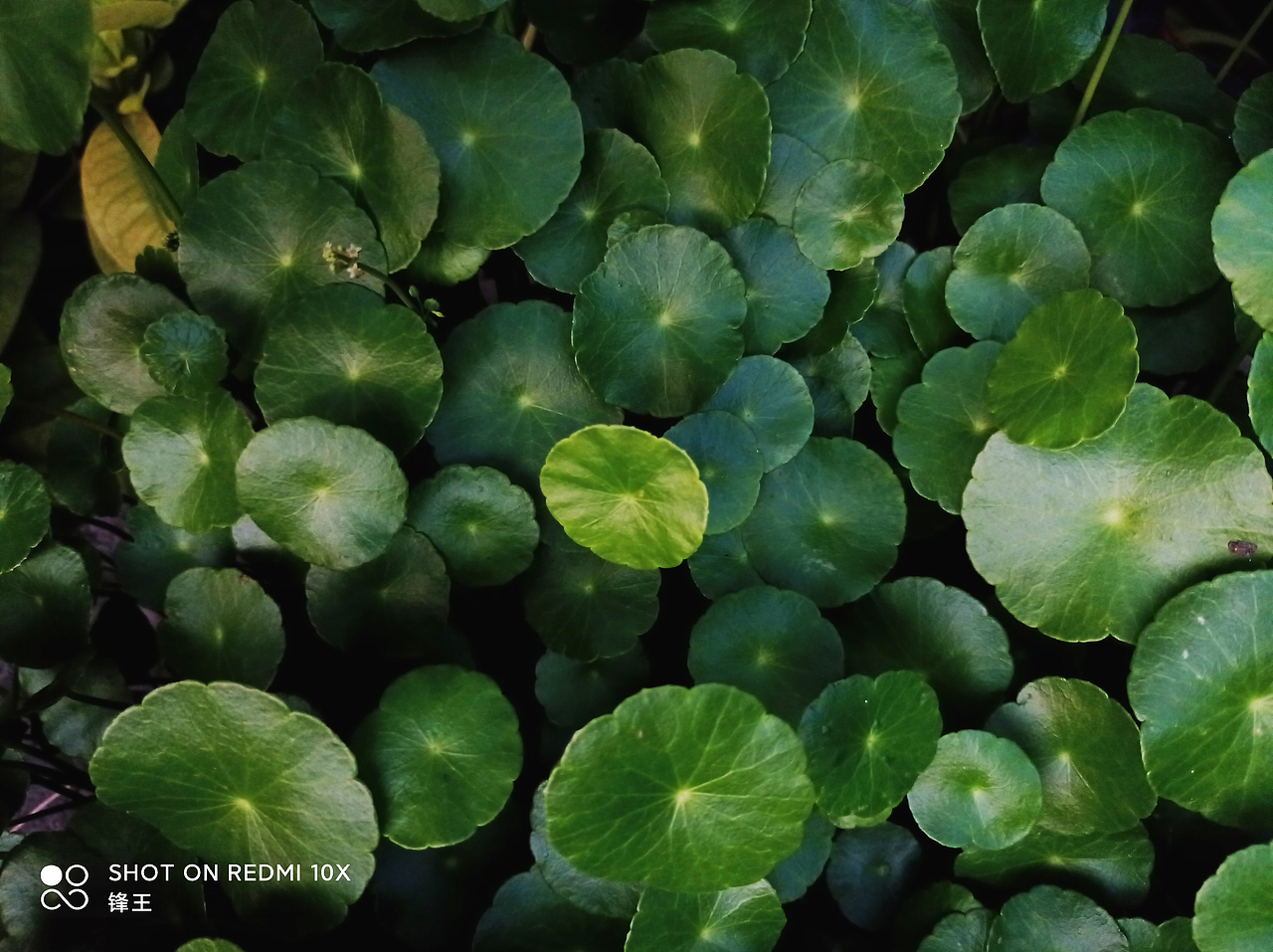 平铺满构图摄影（图ZMzA4NTE2NDMy） - 其他摄影 - 站酷设计师冰锋箭雨原创素材 - 站酷ZCOOL